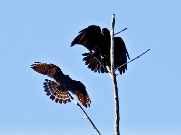 Merlin chases crow 2-20130328 by Kenneth Cole Schneider is licensed under CC BY-NC-ND 2.0